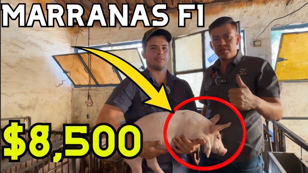 Entré a una Granja de 4,000 MARRANOS en Jalisco 🐷