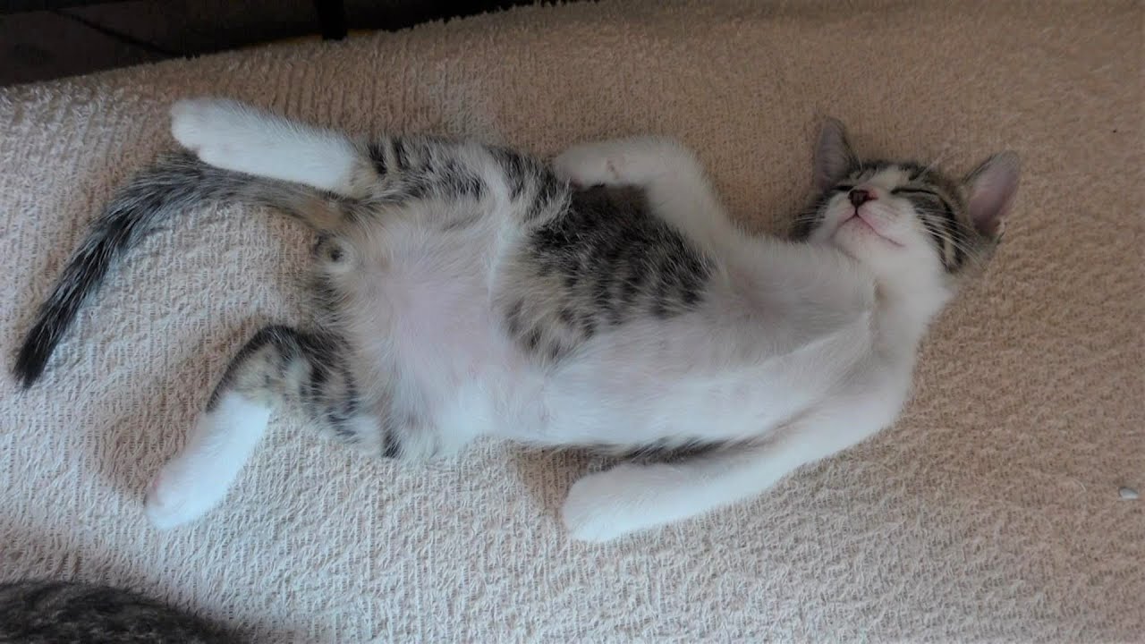 遊び疲れてへそ天で爆睡する子猫【生後56日】