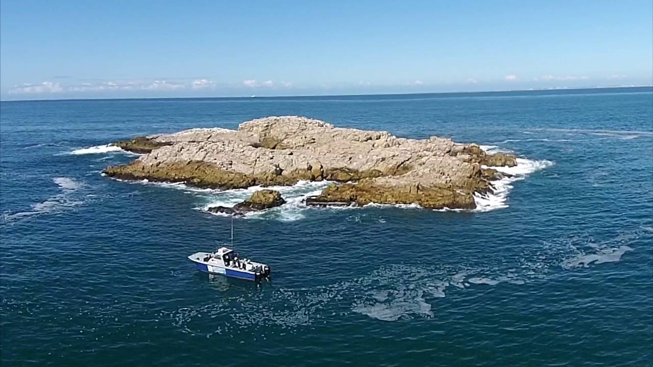 Port Elizabeth Bottlenose Dolphin Capital of the World