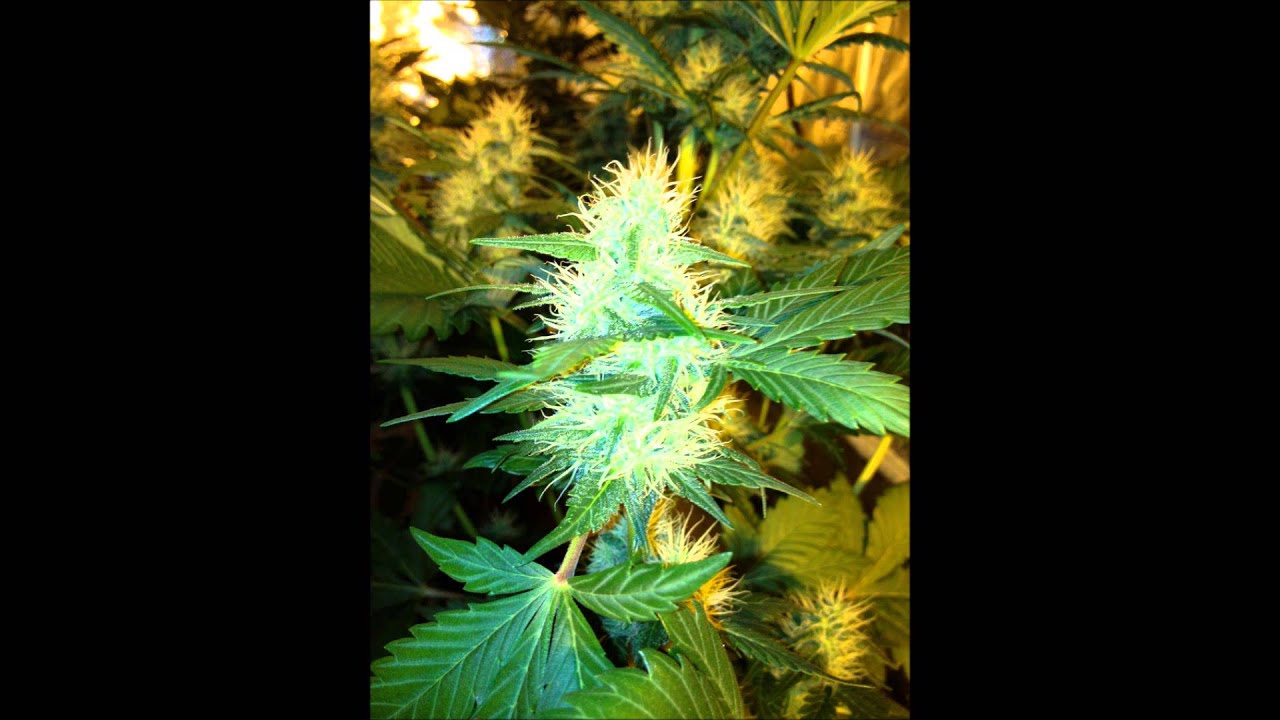 METROP GROWN: Dinafem Blue Hash One Bud on Metrop