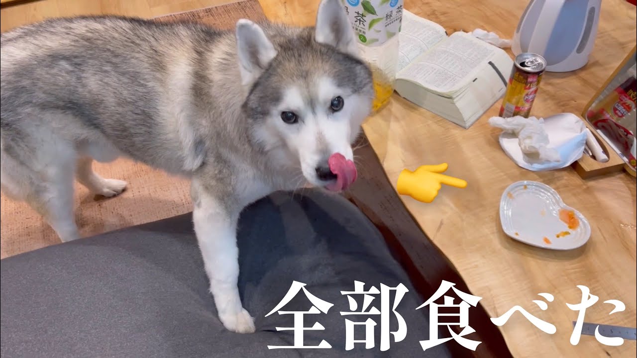 盗み食いがバレた瞬間なぜかもっと盗み食いをしようとするシベリアンハスキー
