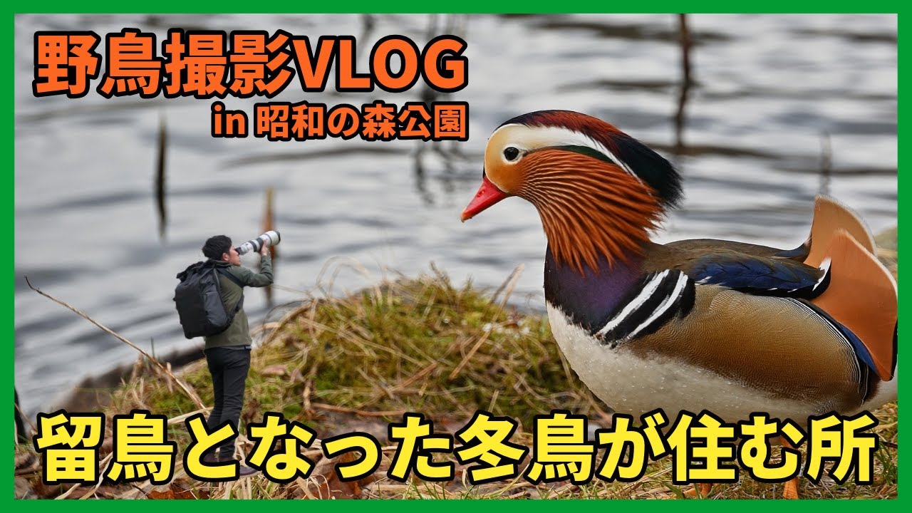 野鳥撮影Vlog「昭和の森公園を歩く」オオハクチョウ、オシドリ、モズなど | Whooper swan | Birding in Japan shot on SONY α1