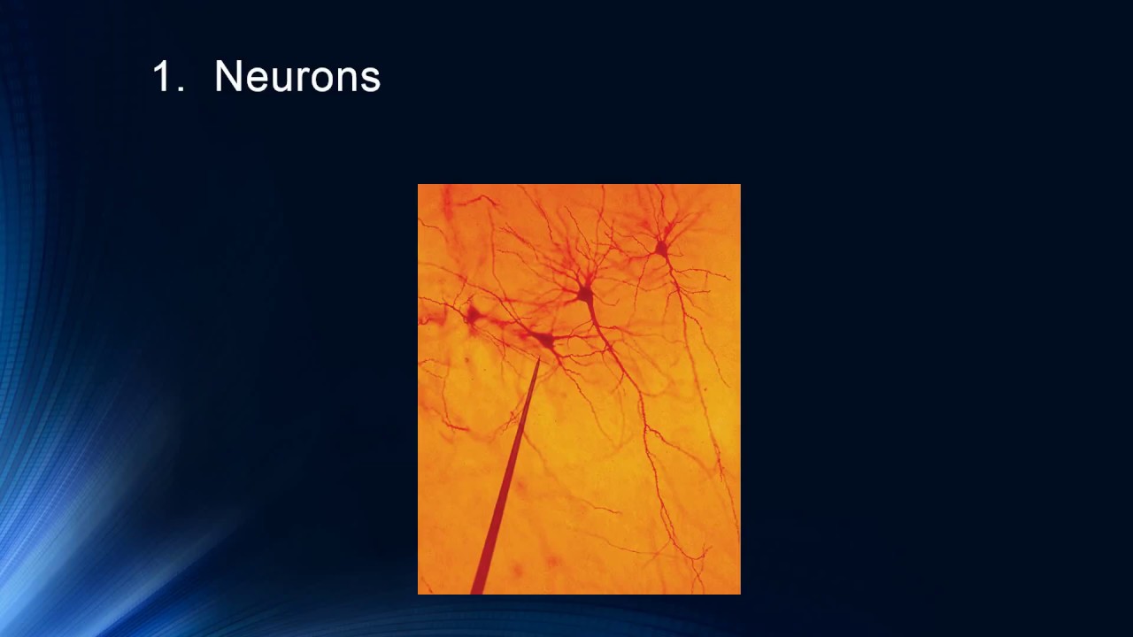 Cognition 1.4 - Cognitive Neuroscience: Introduction to Basic Neuroscience