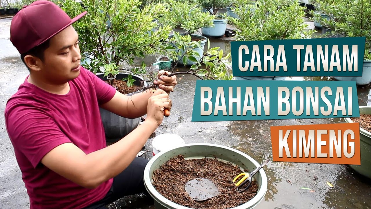 Cara Menanam Bahan Bonsai Kimeng Dengan Pecah Batang Bersama Mas Andung Ceper Klaten