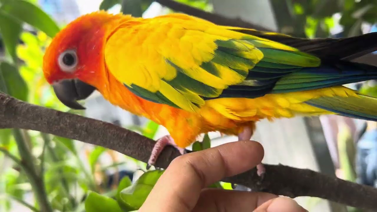 Parrot Julie playing on the tree. 