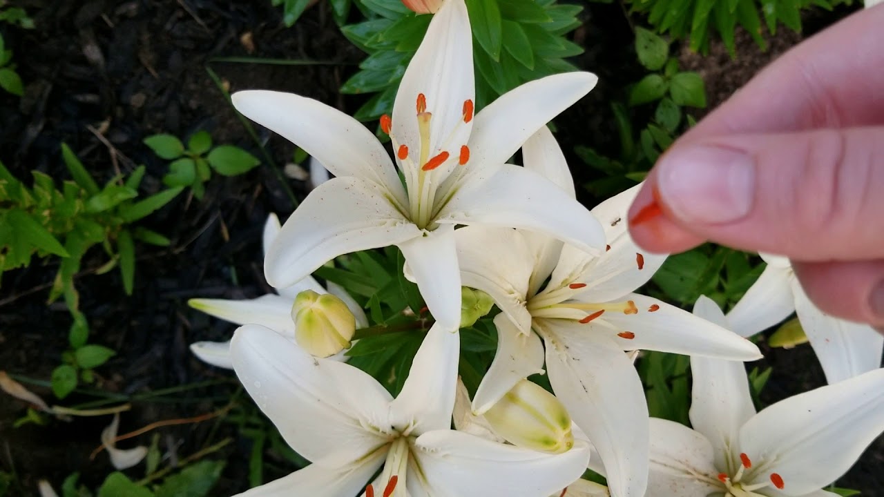 How to Cross Pollinate Lily Plants