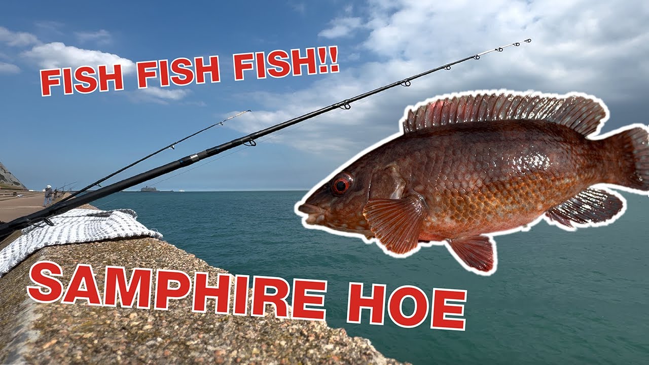 Fishing at Samphire Hoe in Kent  |  lots of fish!