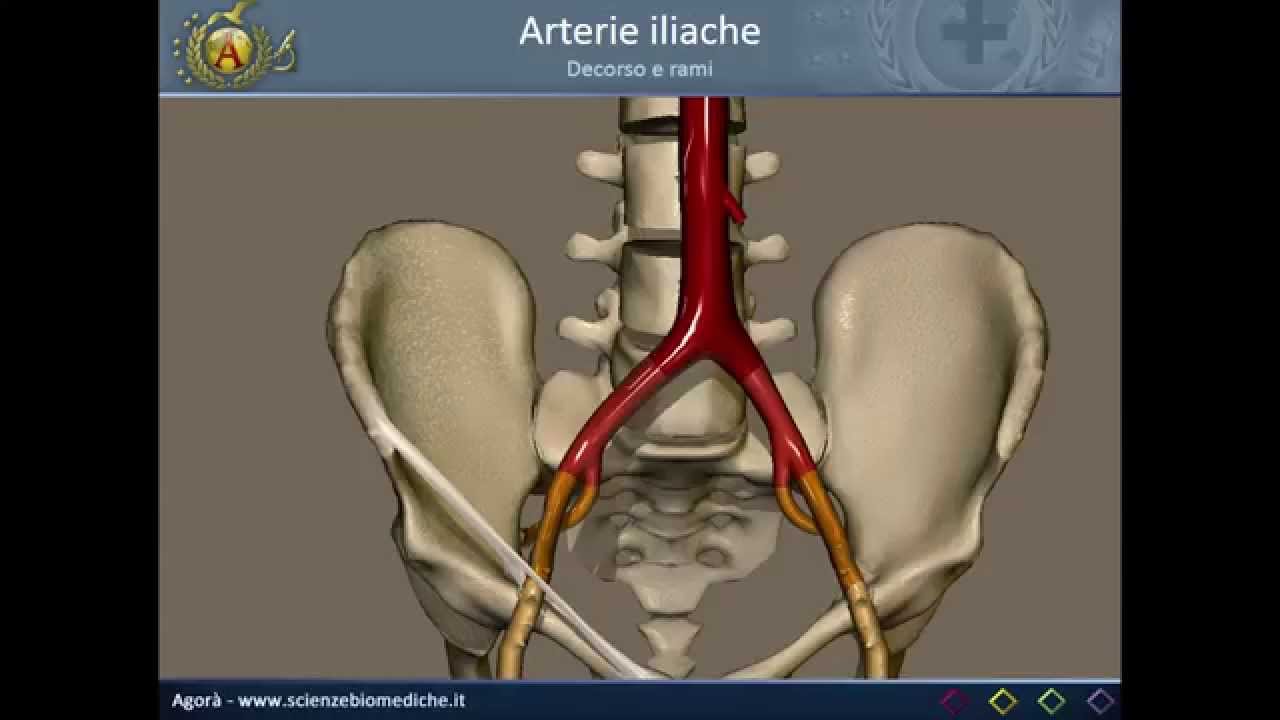 Apparato cardiocircolatorio 19: Arterie iliache