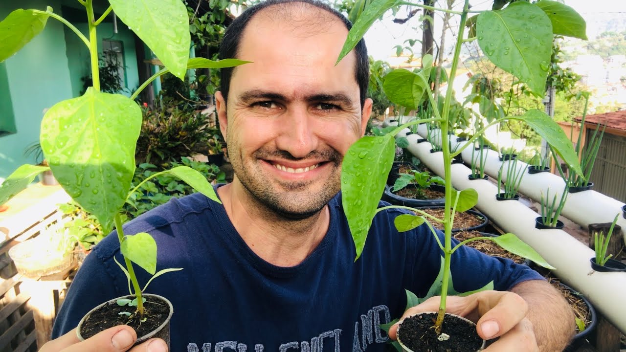 COMO PLANTAR PIMENTÃO EM VASO