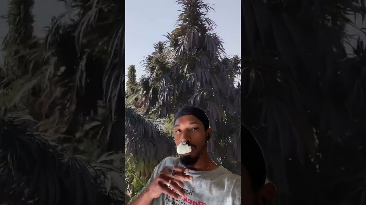 Afghan Kush Bush Reaction #plants #smoke #rolloneup # #nature #flowers