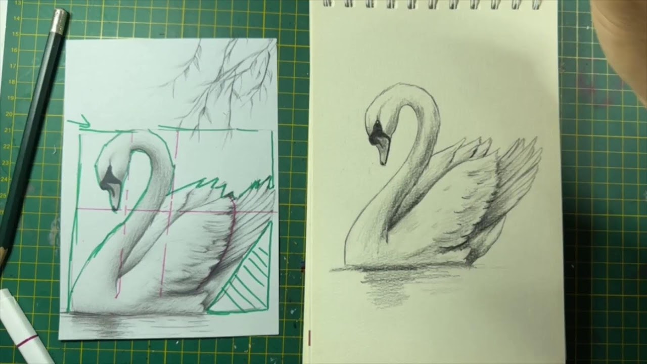 Cómo dibujar un cisne paso a paso ✍️🦢
