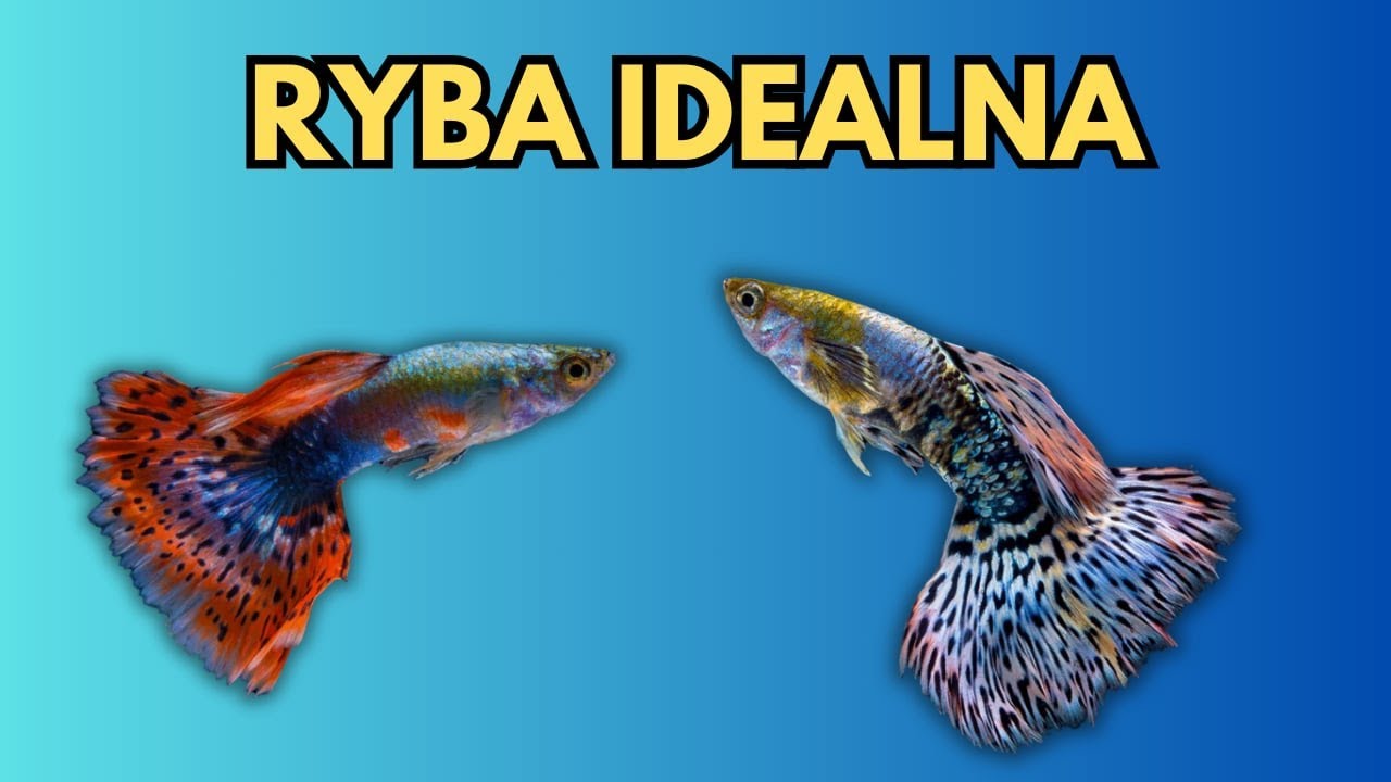 Dlaczego Gupiki to ryby idealne?