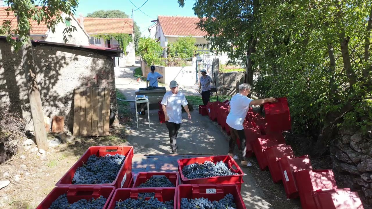 Od Plavine do Roséa –  proces prerade