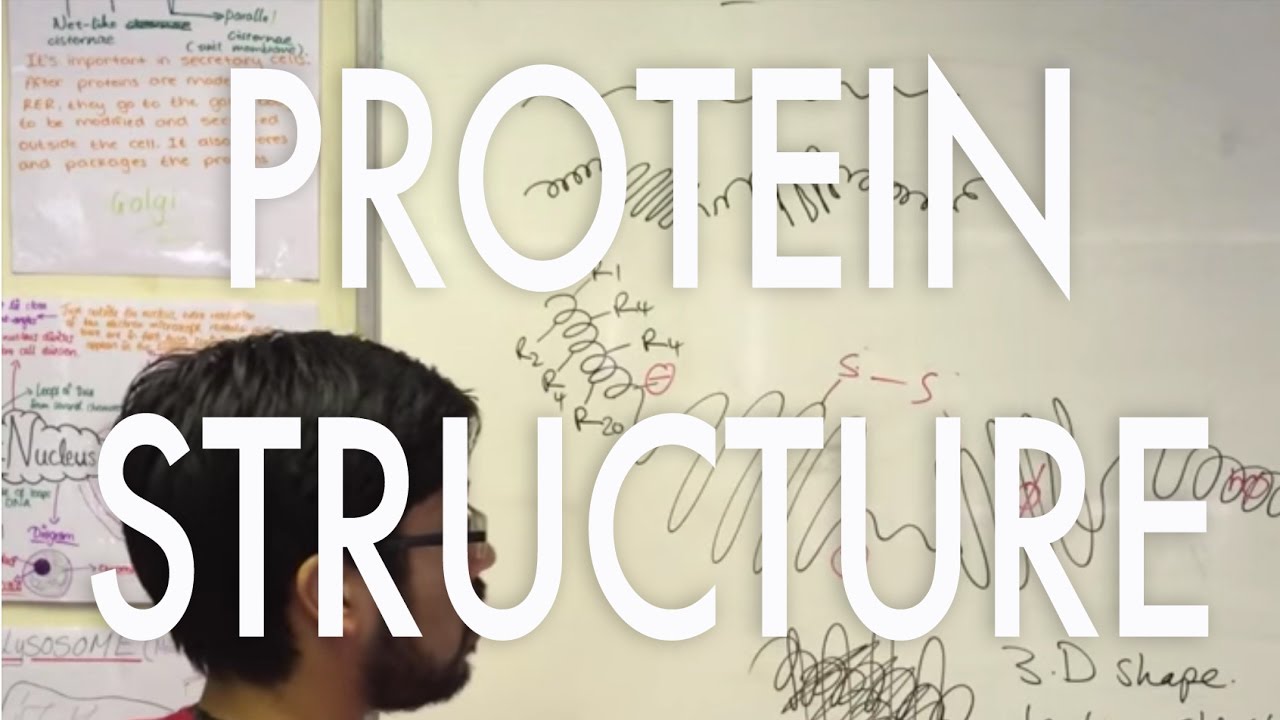 Protein Structure