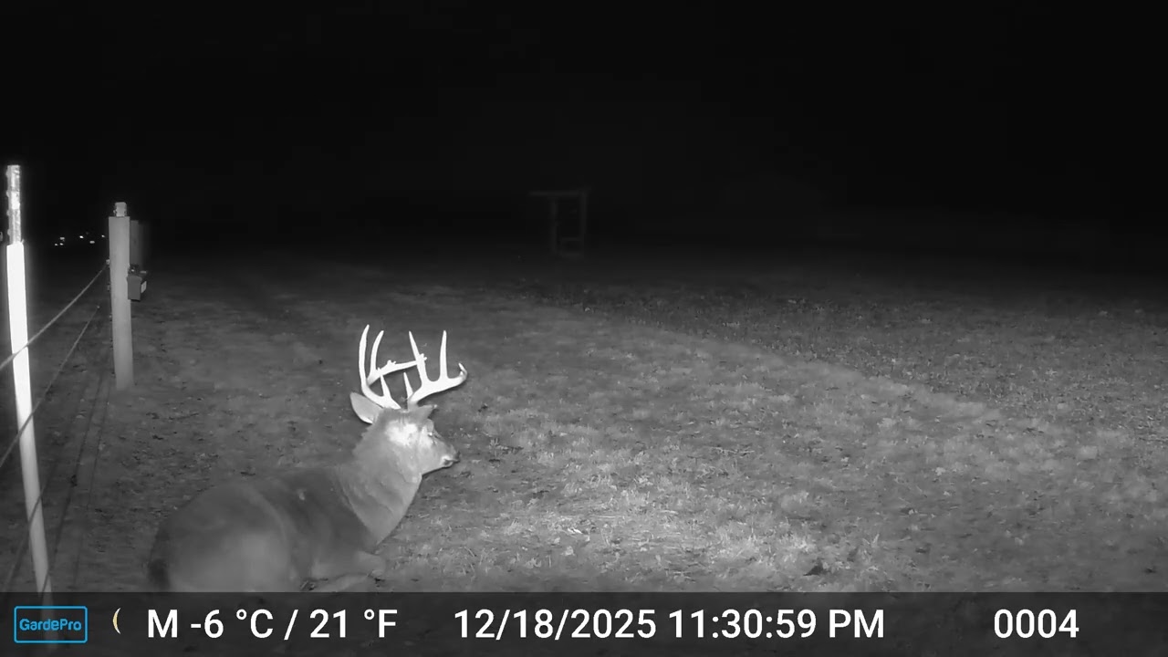 Whitetail Buck vs. Skunk Face Off