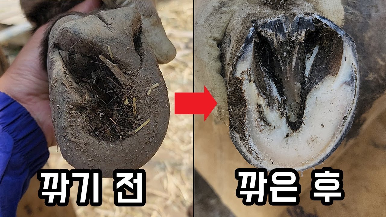 깎을때 피가 철철 나오진 않을까? 말발굽 비밀을 알아보고 시원하게 한번 깎아보자!!