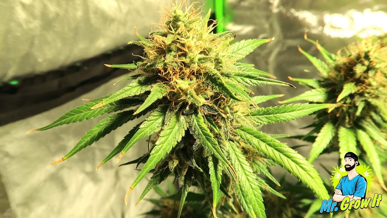 INTRODUCTION TO EARTHWORM CASTINGS FOR CANNABIS!
