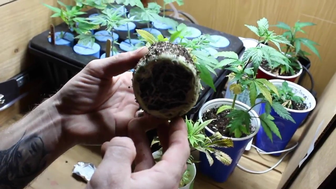 EXPLAINED ~ What is Root Bound
