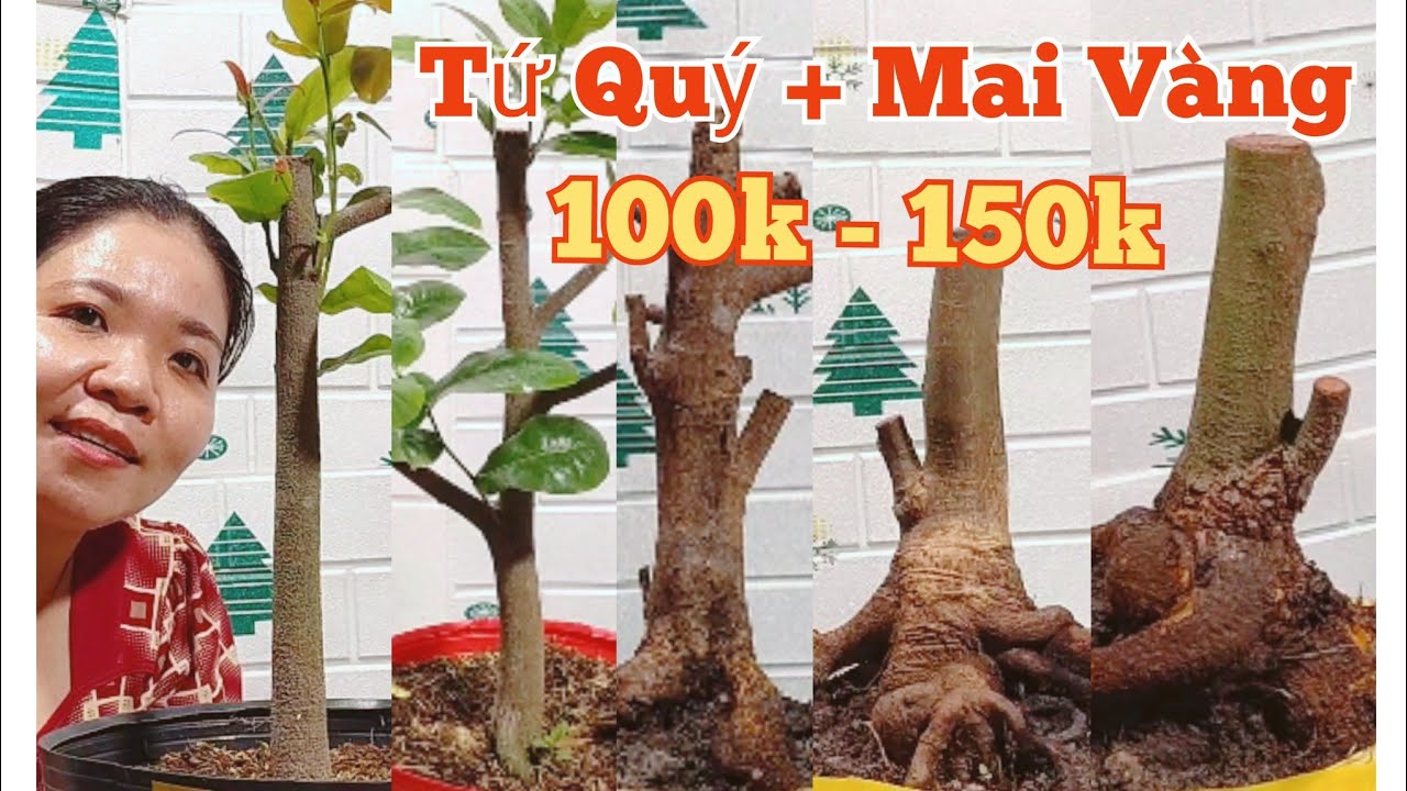 Chiều(15/3) Mến: 0373.253.427 GL: Tứ Quý+Mai vàng.100k.