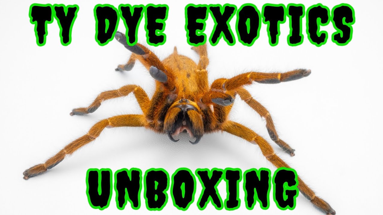 Загадочная коробка Ty Dye Exotics: быстрые тарантулы, новые виды и сороконожка, которая пыталась ...