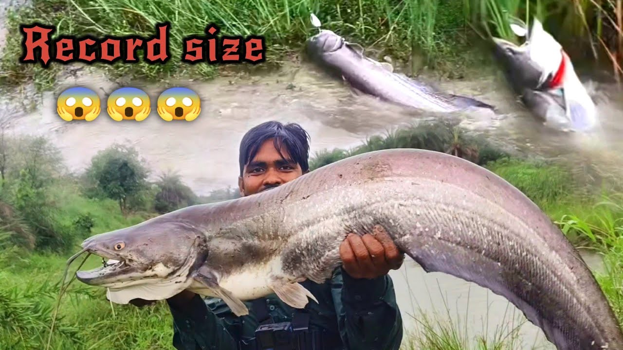 Fishing🎣मगरमच्छ🐊 जैसा हमला किया😱Wallago Attu padin fish fishes catch | Fishing Video | Padhin Machli