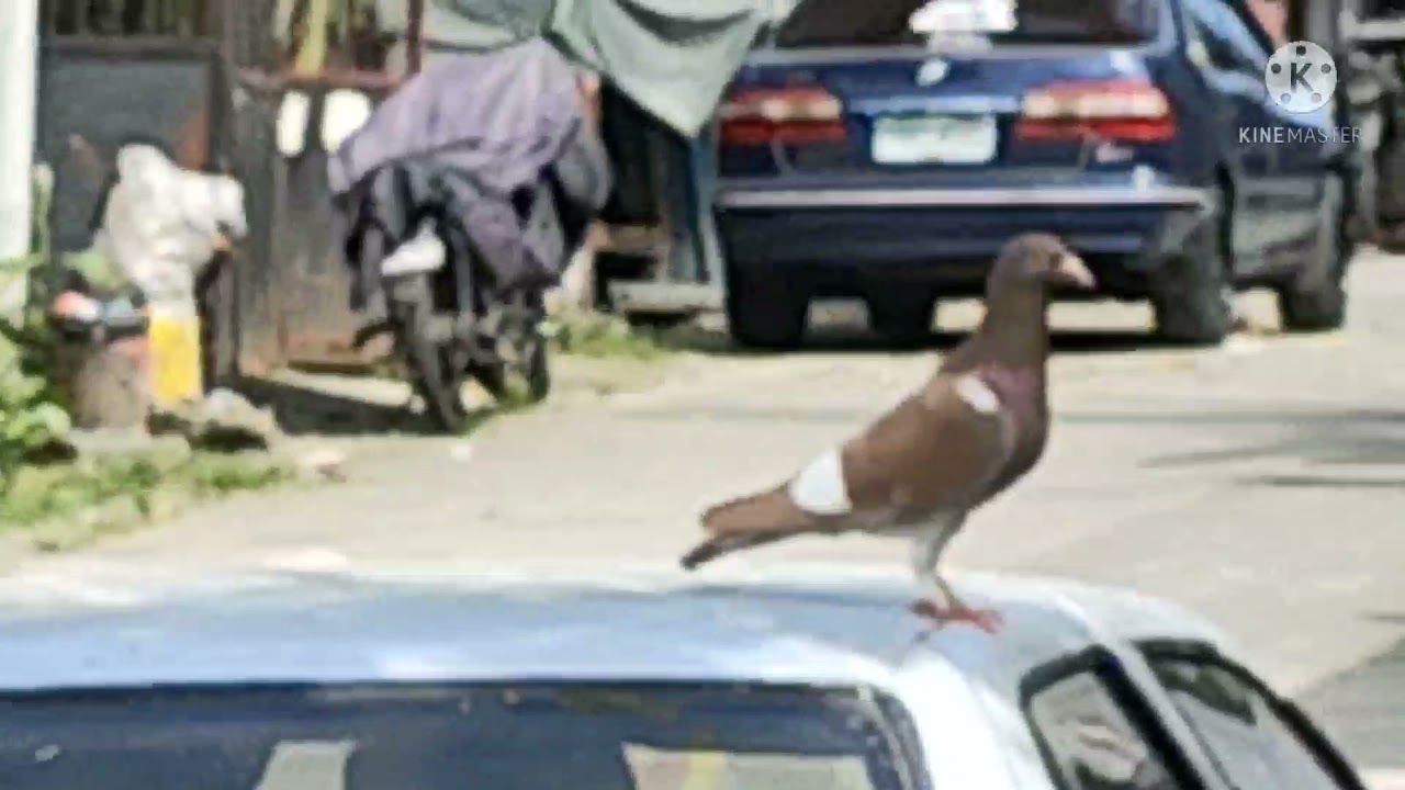 Nice dove