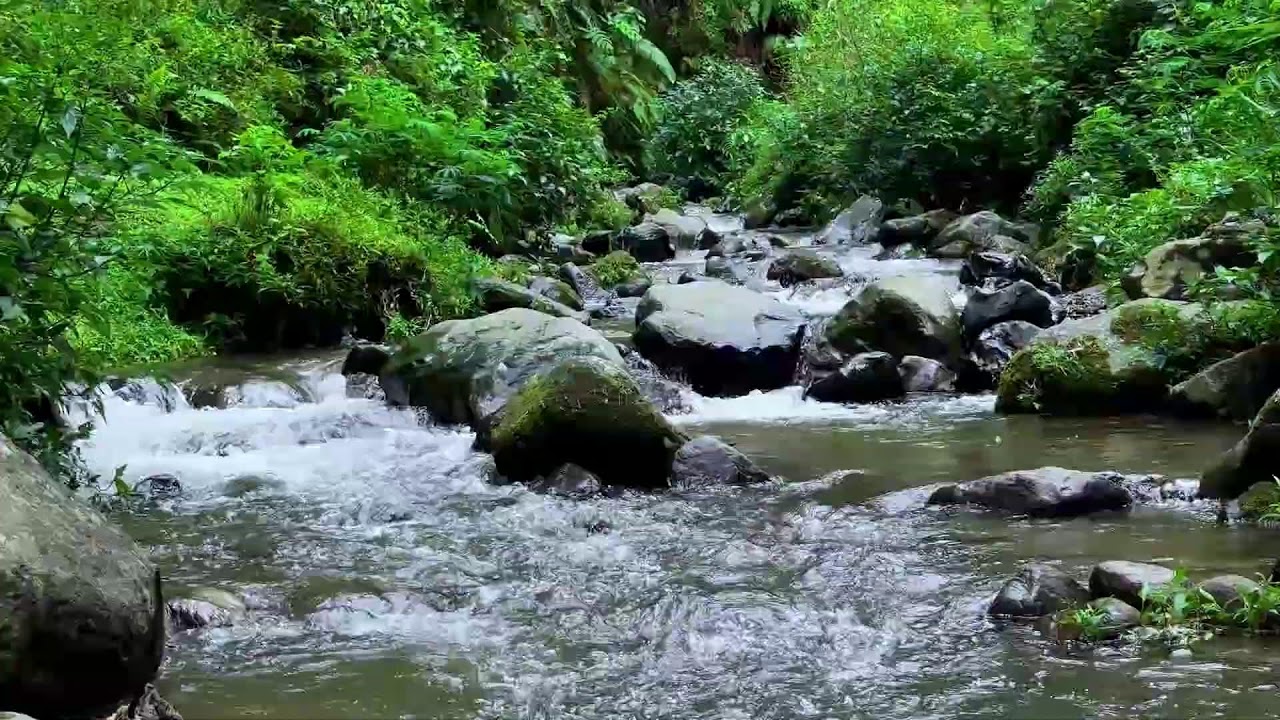 Refresh your night with gentle flowing river stream beneath daylight trees for calm deep sleep
