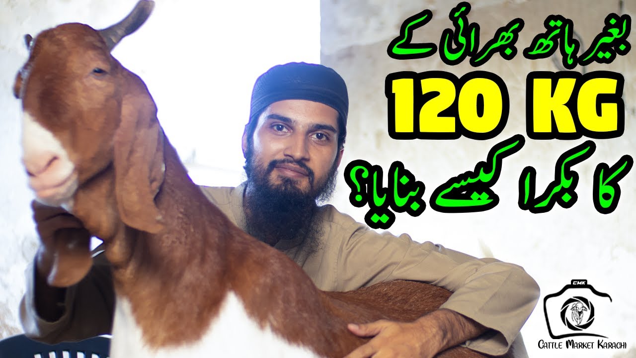 120KG HEAVY WEIGHT GOAT Without Force Feeding? Amazing Inspiration & Motivation for All Goat Farmers