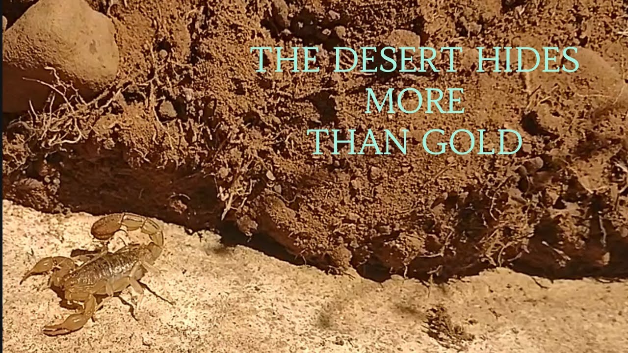 Metal Detecting 1800's High Desert foundation.. Suprising Finds!