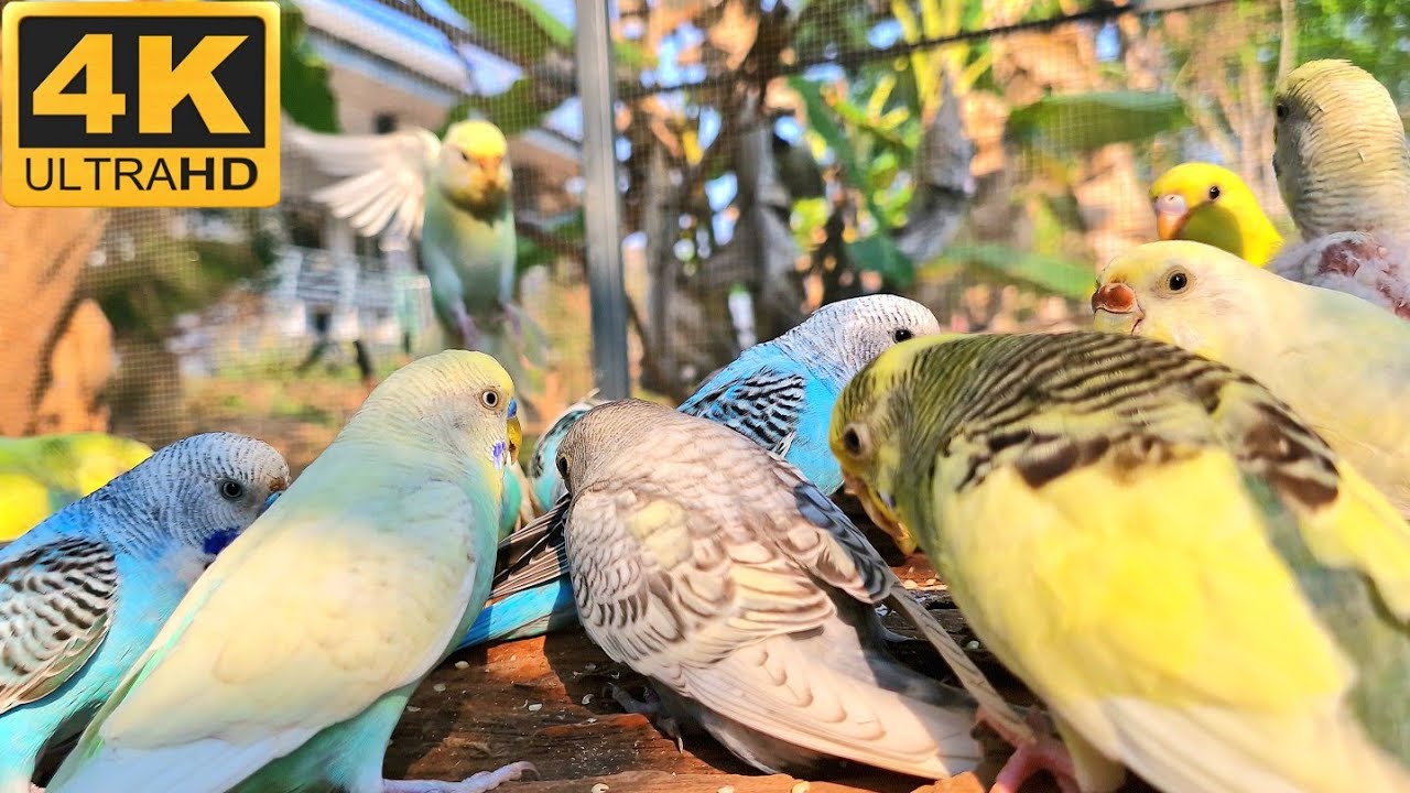 Budgie parakeet sing so funny. They like to sing and play together happily every day.