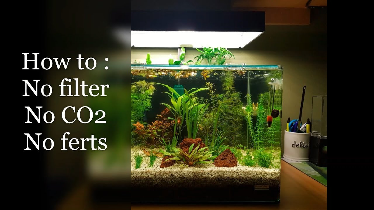 Setup : No Filter, No CO2, No Ferts Aquarium