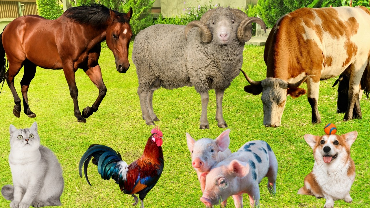 Farm Animals Compilation: Horse, Cow, Pig, Sheep, Chicken, Rabbit, Dog, Cat-Animal Sounds