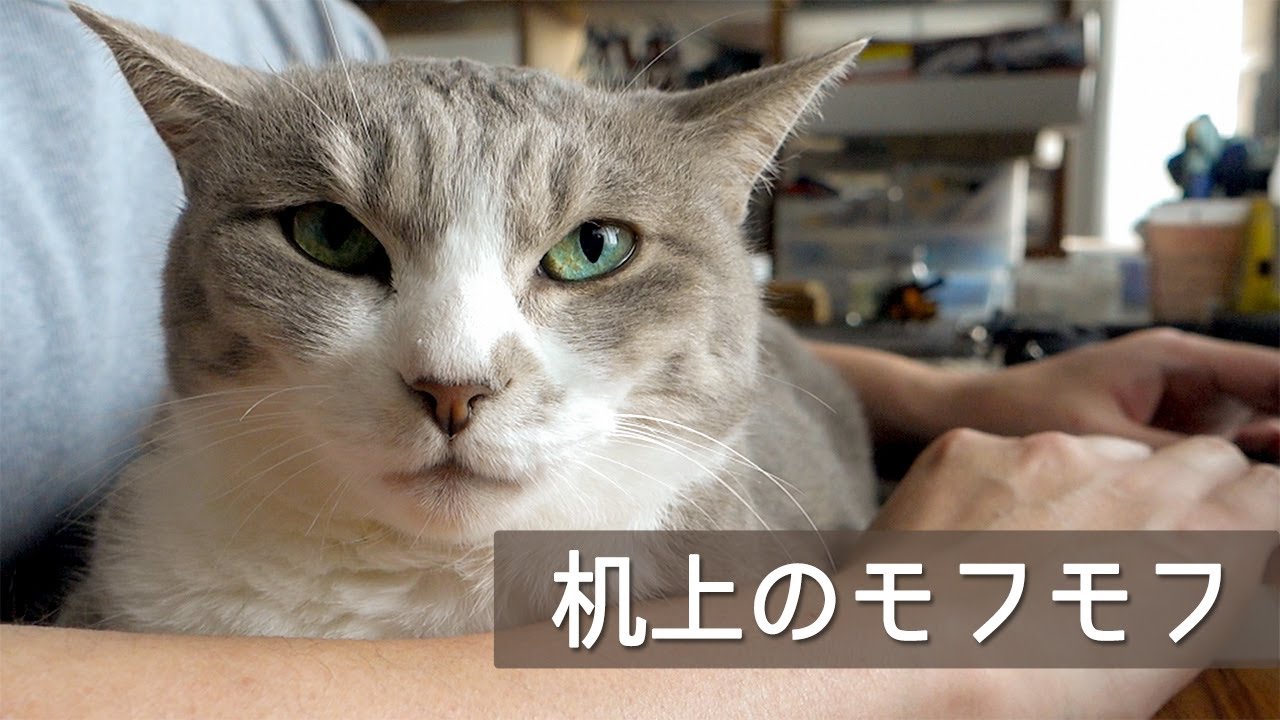 机上のモフモフ
