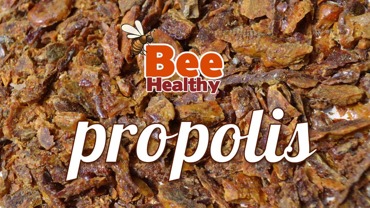 Propolis - Natuurlijk antibioticum uit de bijenkast - Bee Healthy Apitherapie - Infoclip #3