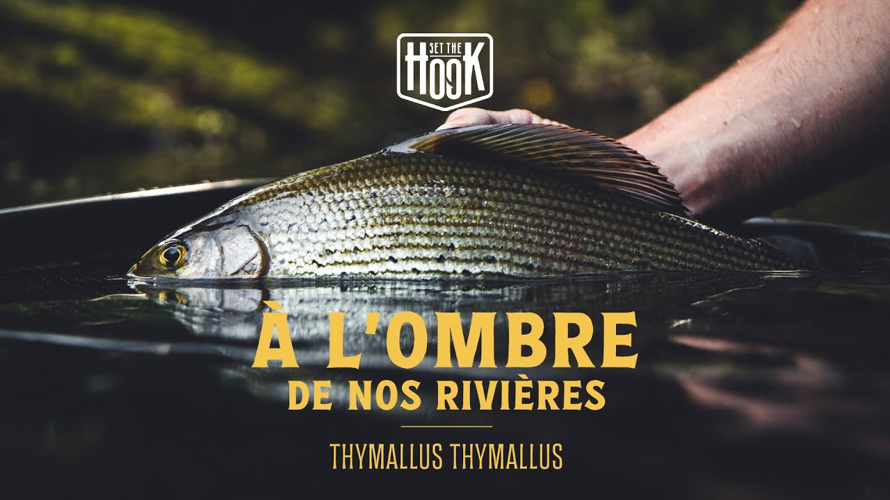 à la DÉCOUVERTE de l'OMBRE COMMUN avec @NervuraxFishing