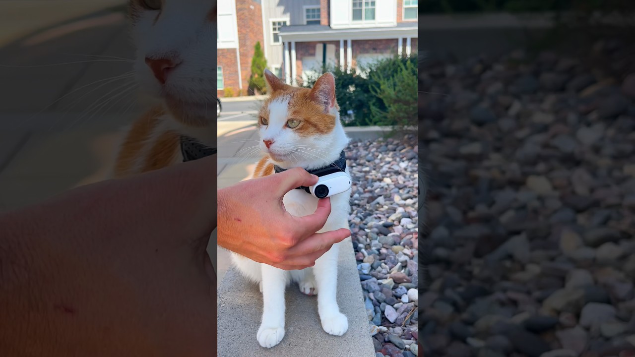 Best wearable pov action camera by far. The go3 can attach easily to you and pet collars. #catcamera