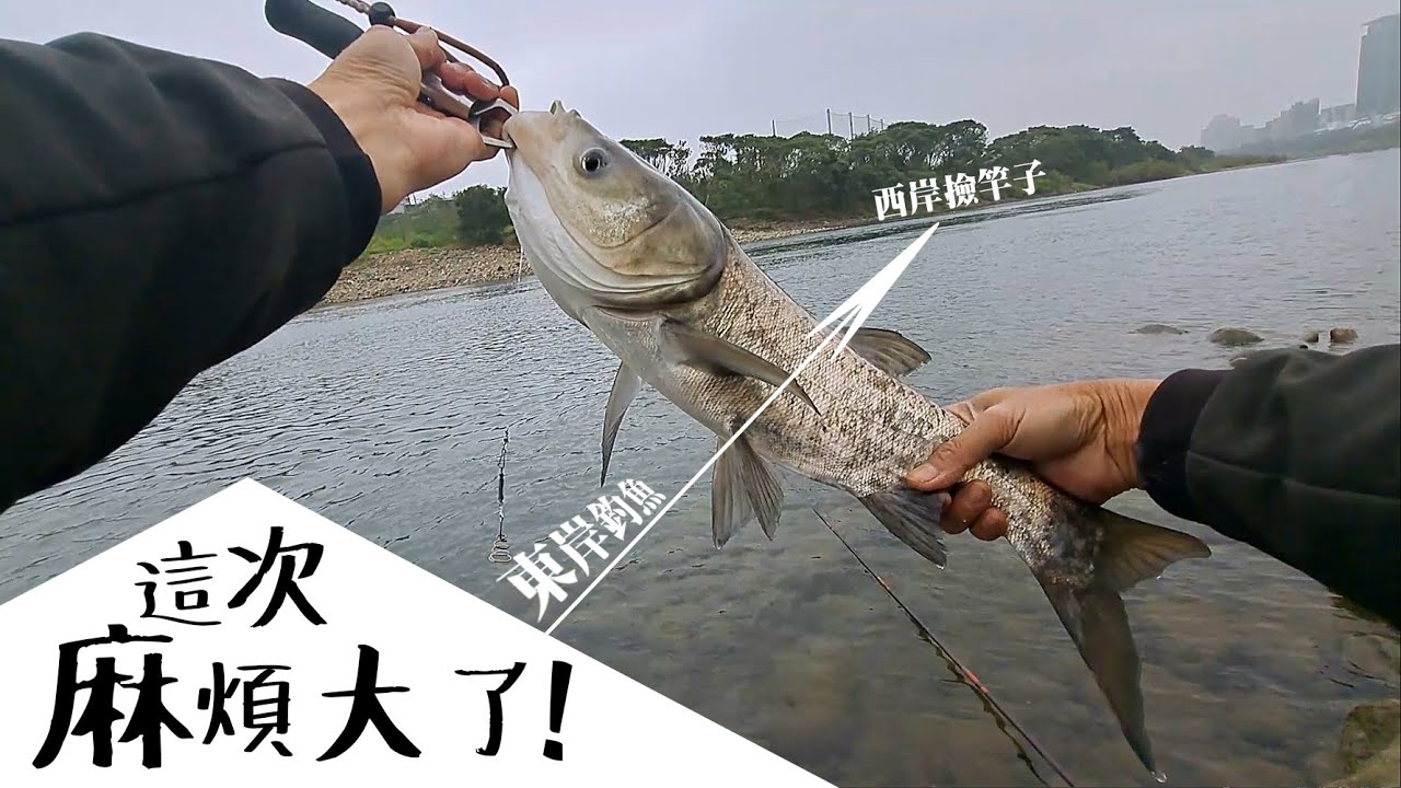 這大扯了!---釣竿被拖到對岸...歸組連竿攏去。