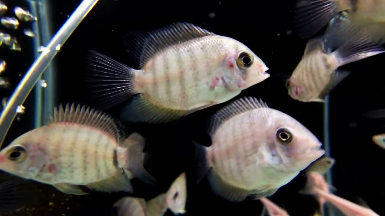 Mesmerizing 4K Fish Tank Journey 🌊 | Stress Relief & Relaxing Music