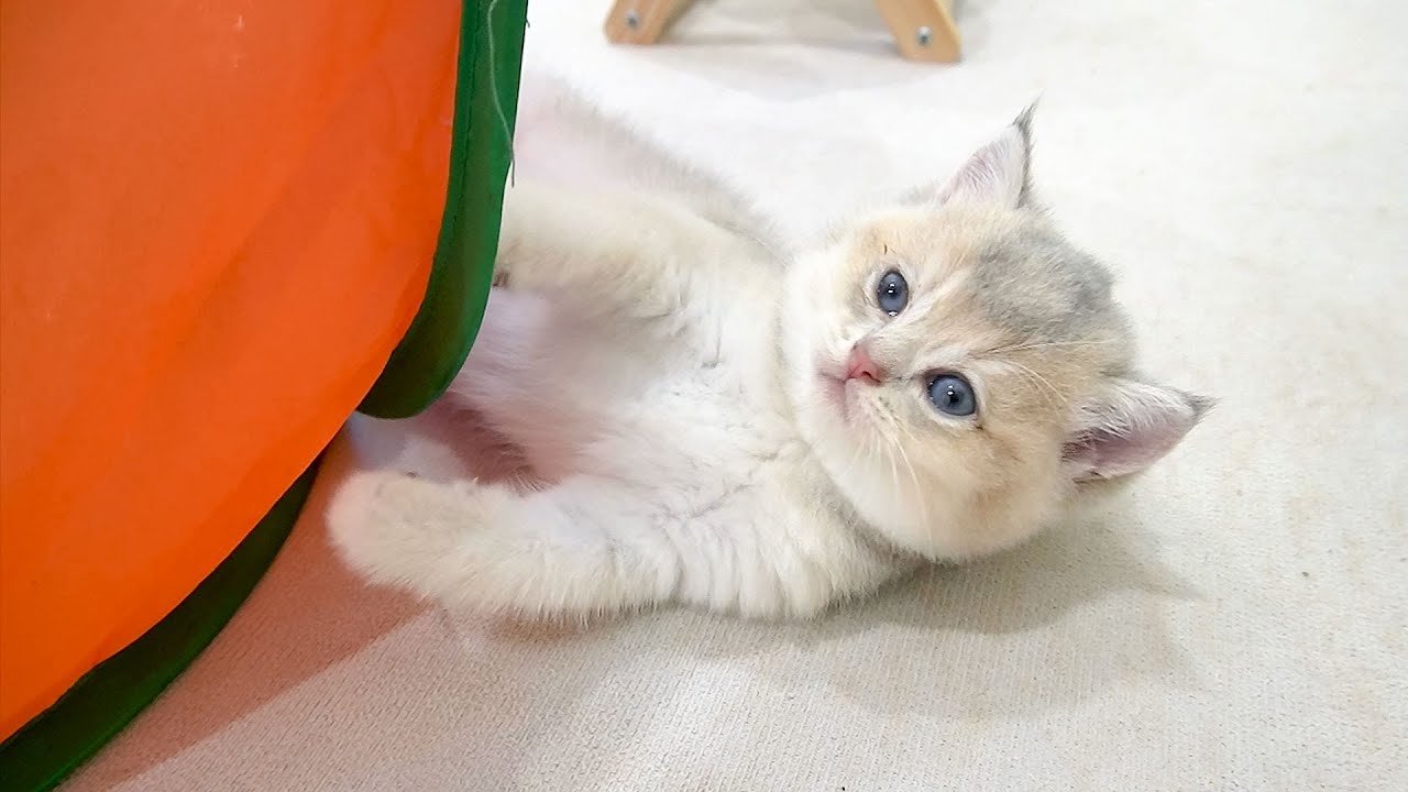 Piano kitten exudes cuteness from every angle, especially when engrossed in solo play