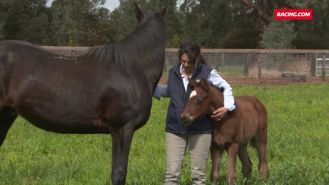 ORPHAN FOAL JOHNNY