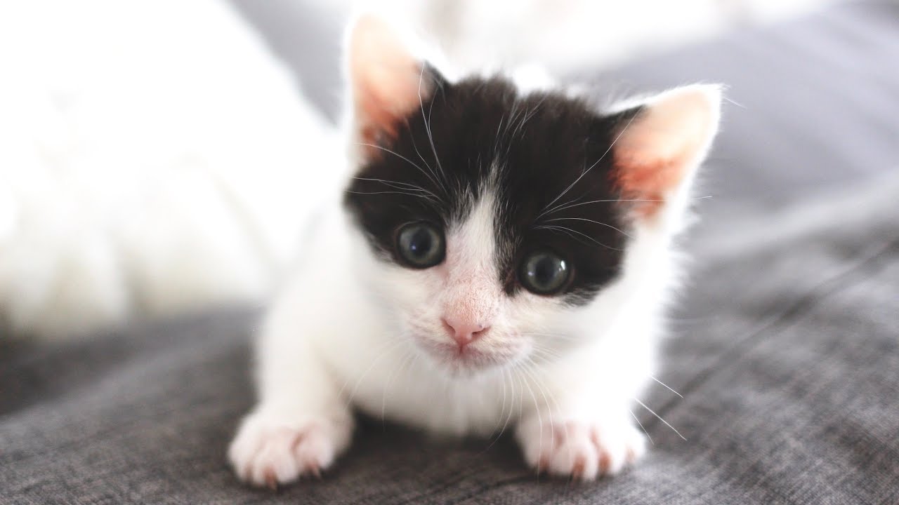 COMMENT SEVRER UN CHATON - PRÉSENTATION DE COOKIE 🐱