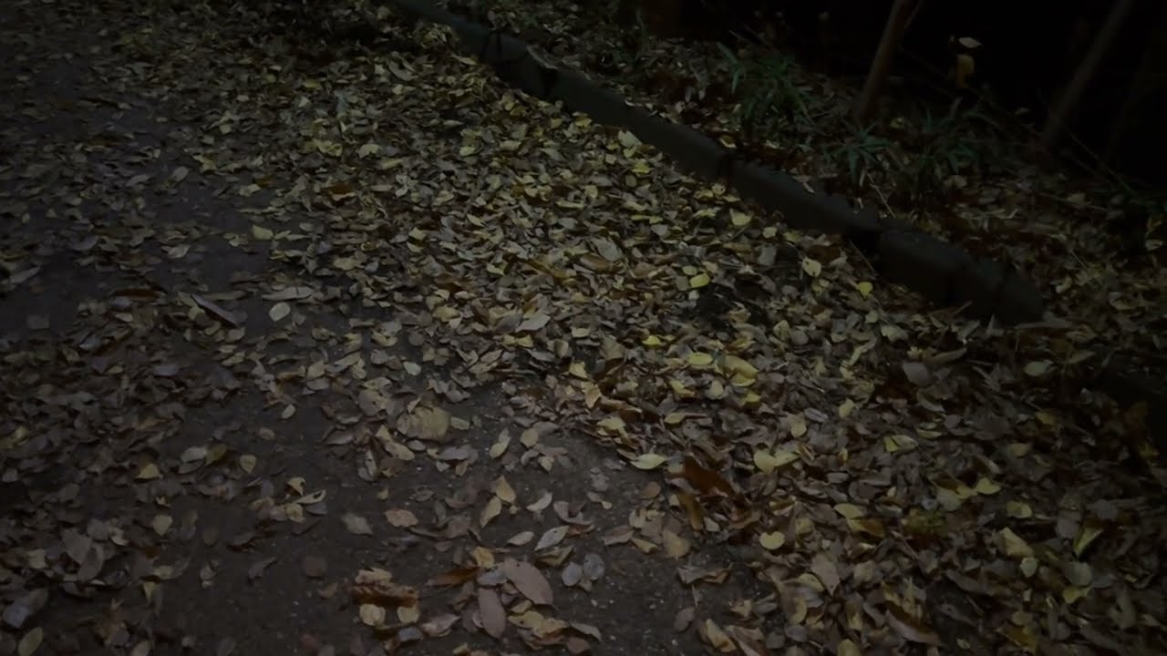 イノシシが背後を駆け抜ける