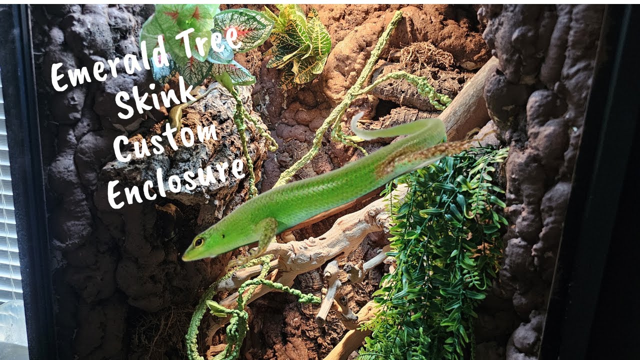 Emerald tree Skink Enclosure Build! DIY Arboreal Enclosure Build!