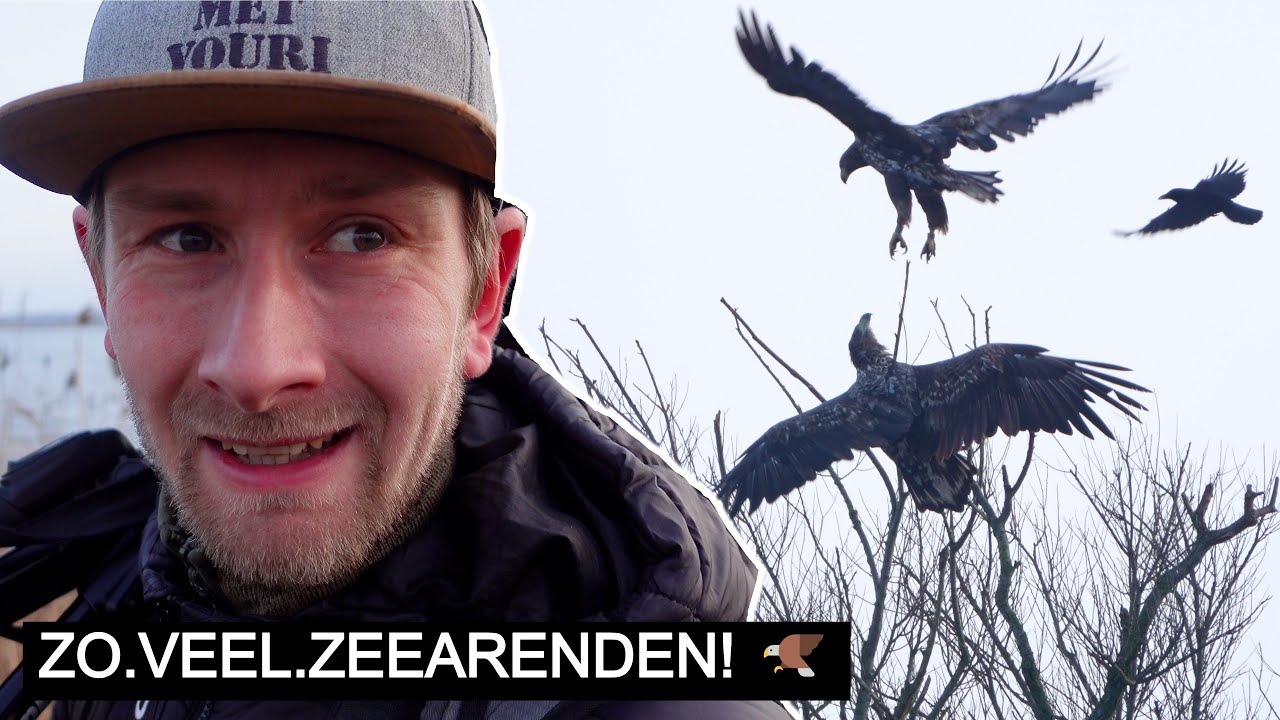 #354: Zeearend-spektakel in de Oostvaardersplassen | Sony A7 IV