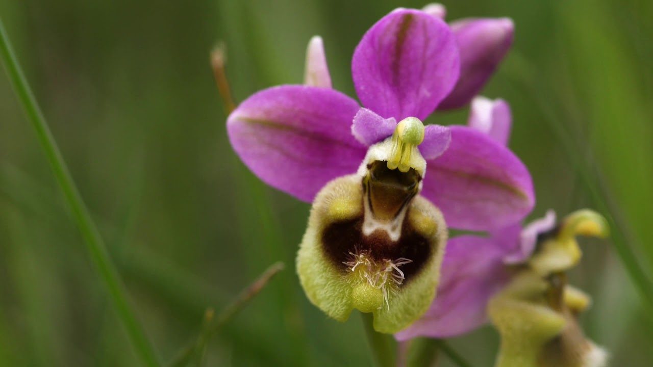 MAGNA y la Conservación