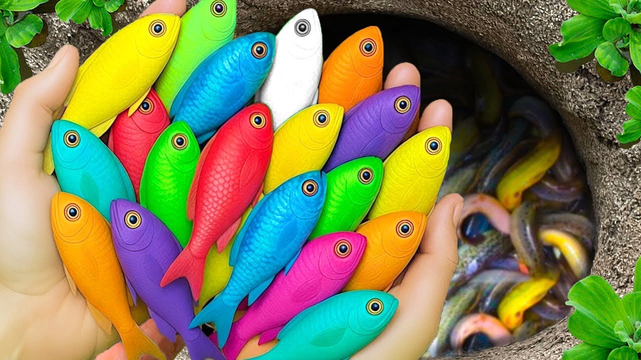 Catch beautiful aquarium fish in small pond baby turtles, eel, pencil fish, ping pong fish, tadpole.
