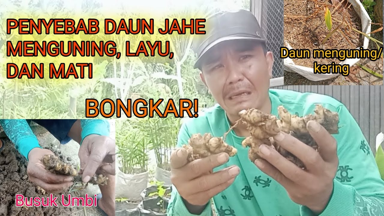 PENYEBAB DAUN JAHE MENGUNING, LAYU DAN MATI.