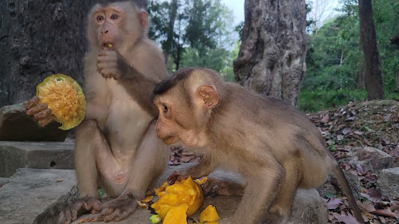 Adorable monkey Snoopy, Bravo, Rainbow and other lovely monkey got feeding delicious mangoes yummy🐒🥭