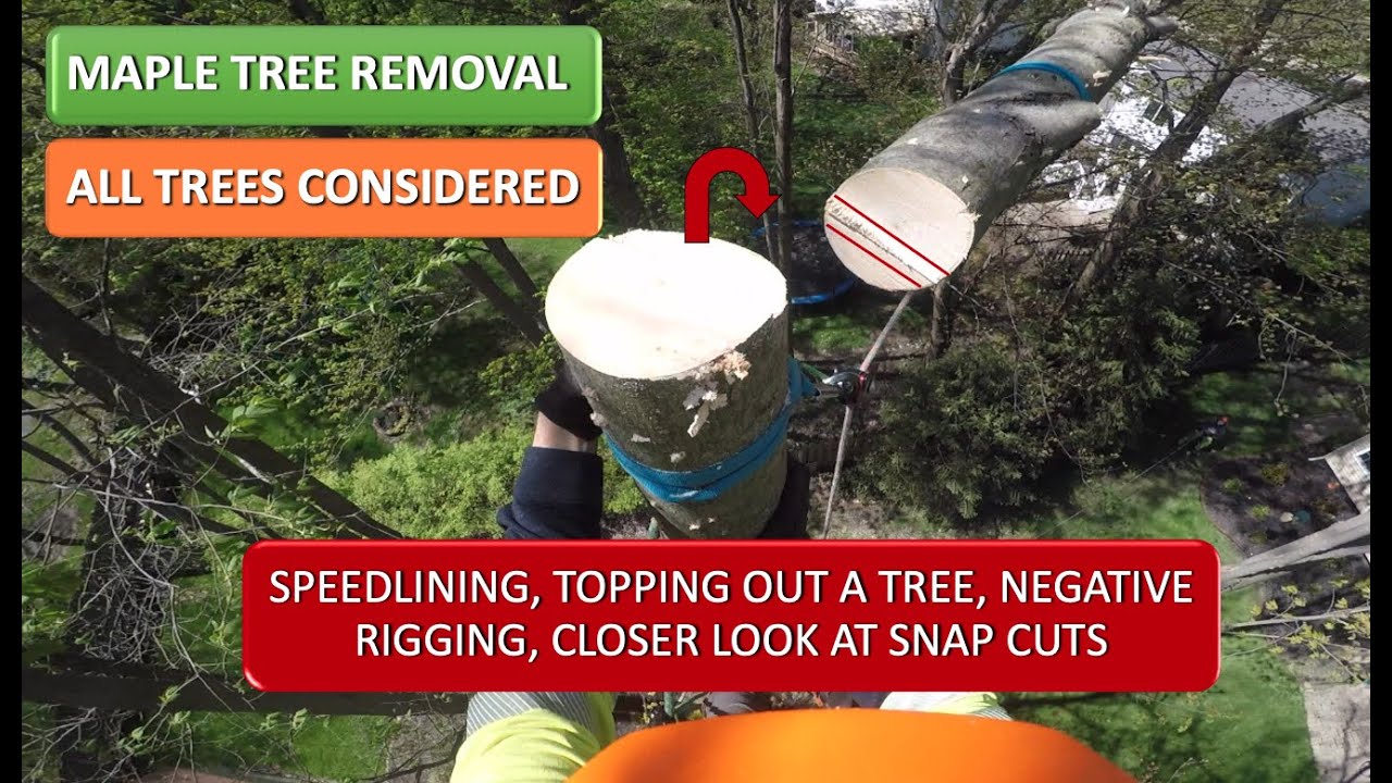 Maple Tree Removal- Rigging- Speedlining, Topping, Snap Cuts, Negative Rigging