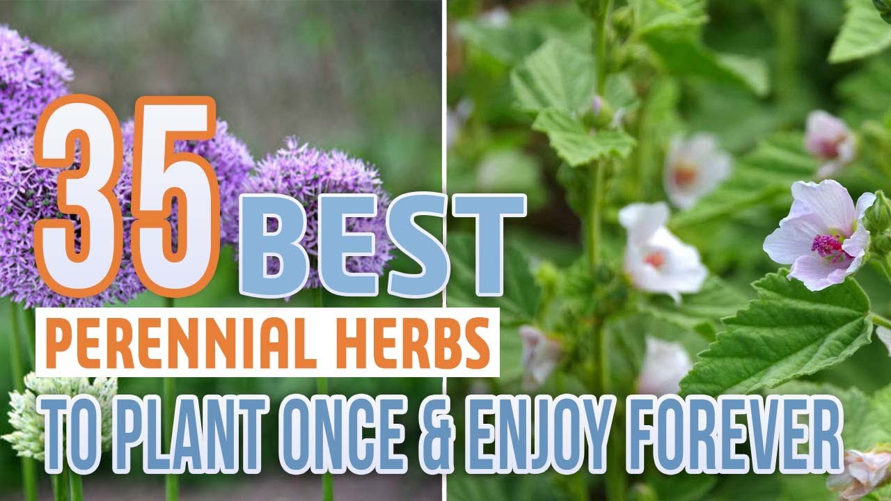 35 Best Perennial Herbs To Plant Once  Enjoy Forever